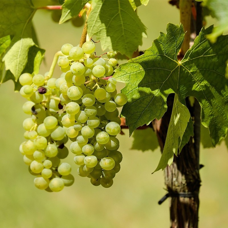 Cava Aldonza Brut