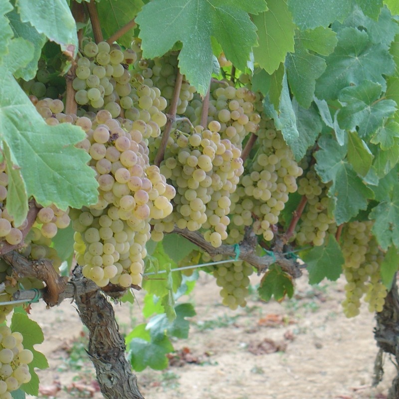 Cava Aldonza Brut Nature