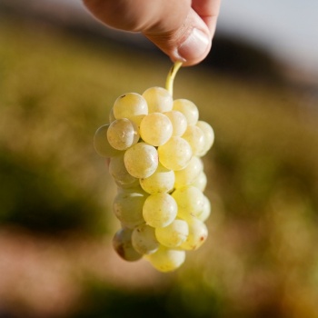 Vino blanco Aldonza Albo