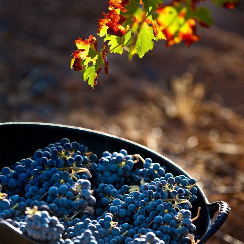 Vino tinto Aldonza Clásico