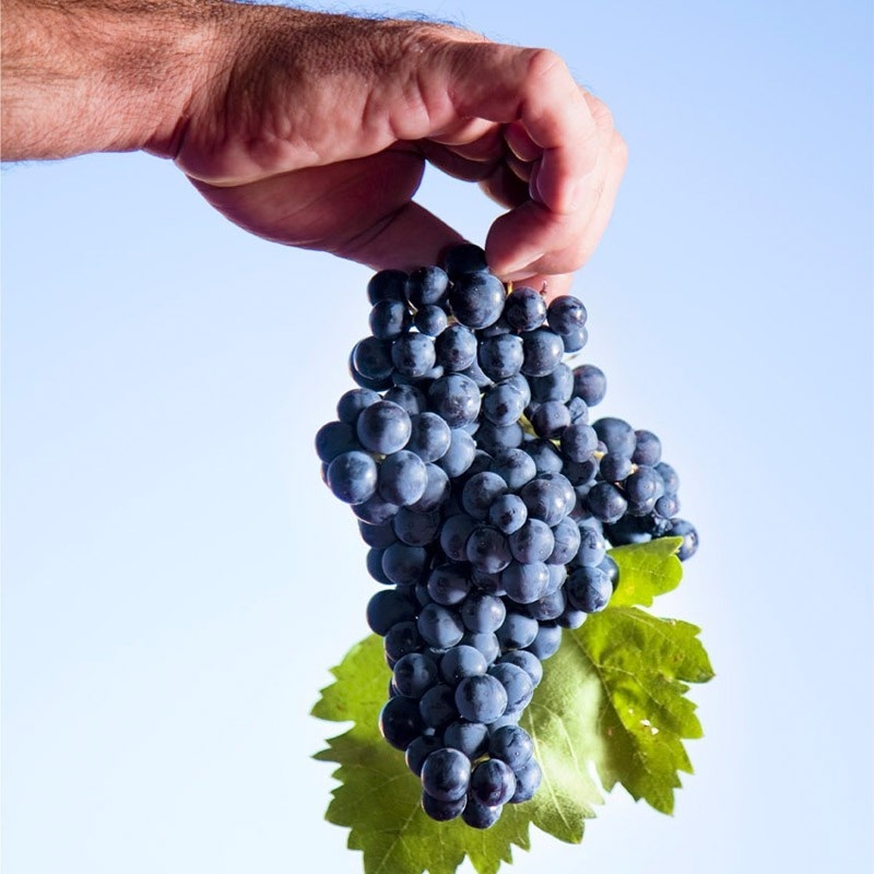 Vino tinto Aldonza Clásico