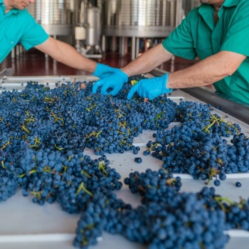 Vino tinto Aldonza Navamarín