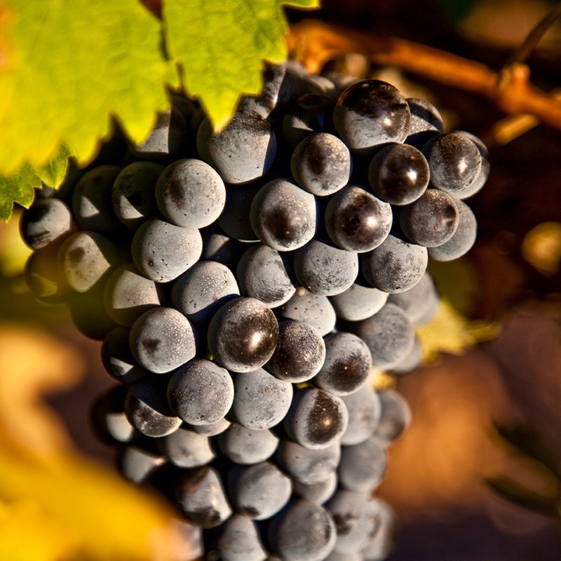 Vino tinto Aldonza Selección